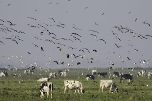 A flock of birds swoops over a herd of cattle.