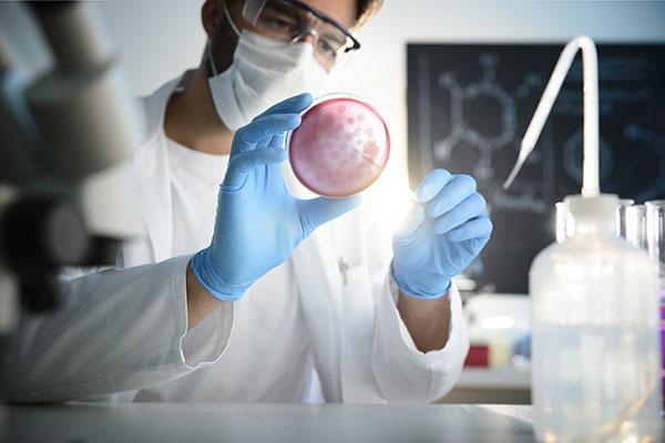 Scientist examining a microbiological culture