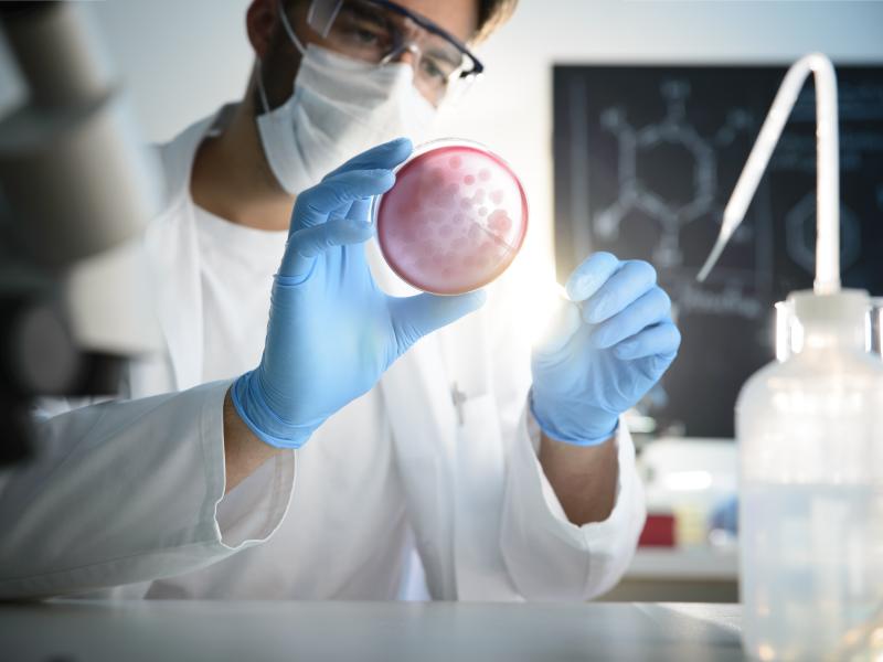 A student studies a Petri dish at the Penn State College of Medicine.