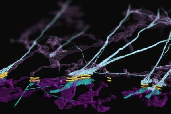 Focused ion beam scanning electron microscopy reveals a previously unknown complex formed at cell-to-cell junctions consisting of desmosomes, keratin filaments and endoplasmic reticulum.