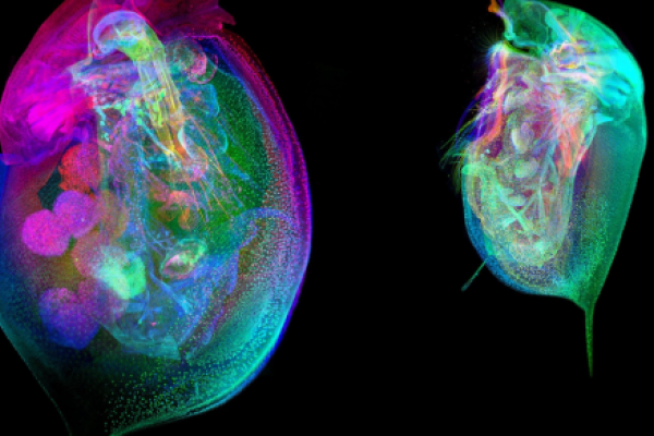 A colorful, up close image of Daphnia, also known as the water flea