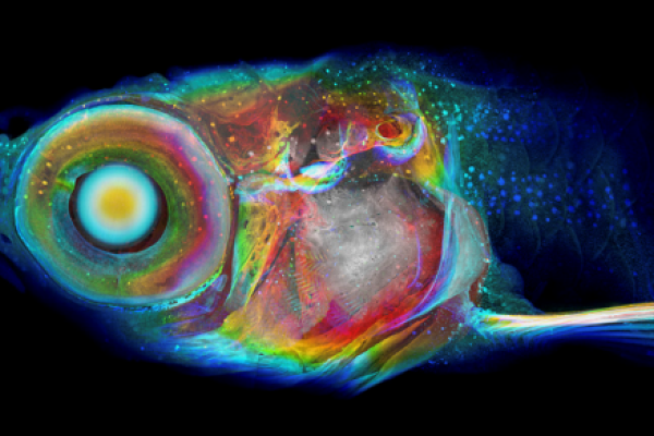 Photo shows a zebrafish that was imaged using a technique called histomography. Colors indicated a specific assigned intensity and position within the scan.